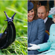 Illustration for article titled Queen Elizabeth found a slug in her salad one time em/em